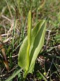 Ophioglossum vulgatum